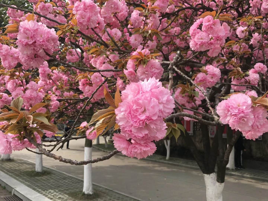 1554820573733734.jpg 19.jpg